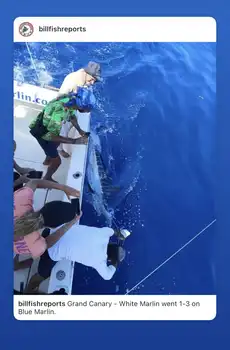 Very very crazy week!!! - White Marlin Gran Canaria