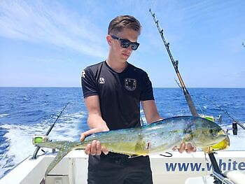 Marlin azul, peto, mahi mahi, atún barrilete….. White Marlin Gran Canaria