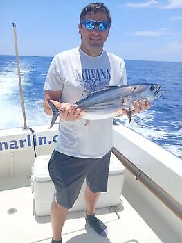Marlin azul, peto, mahi mahi, atún barrilete….. White Marlin Gran Canaria