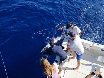 Días perfectos !!! White Marlin Gran Canaria