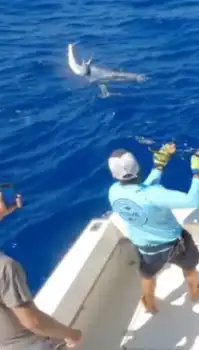 Die Woche ist der Hammer!!! White Marlin Gran Canaria
