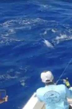 Die Woche ist der Hammer!!! White Marlin Gran Canaria