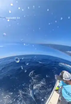 Die Woche ist der Hammer!!! White Marlin Gran Canaria