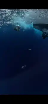 Marlin azul, peto, mahi mahi, atún barrilete….. - White Marlin Gran Canaria