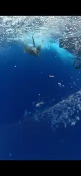 Blauer Marlin, Wahoo, Mahi Mahi, Echter Bonito….. White Marlin Gran Canaria