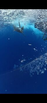 Marlin azul, peto, mahi mahi, atún barrilete….. White Marlin Gran Canaria