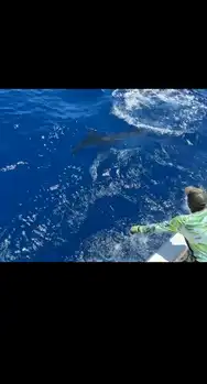 Fortsett med Blue Marlins !!! - White Marlin Gran Canaria