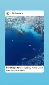 Ga verder met Blauwe Marlijnen!!! White Marlin Gran Canaria