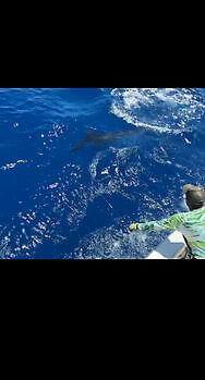 ¡¡¡Seguimos con los marlins azules!!! White Marlin Gran Canaria