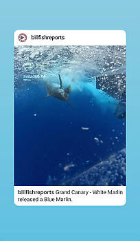 ¡¡¡Seguimos con los marlins azules!!! White Marlin Gran Canaria