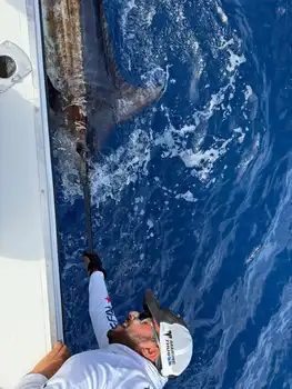 Marlin, Marlin, Marlin!!! White Marlin Gran Canaria