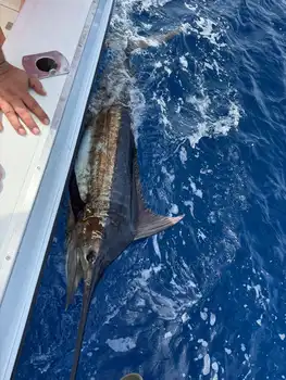 Marlin, Marlin, Marlin!!! White Marlin Gran Canaria
