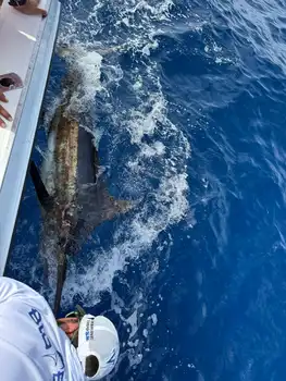 Marlin, Marlin, Marlin!!! White Marlin Gran Canaria