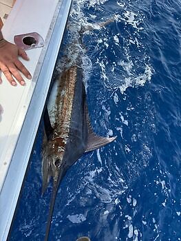 ¡Marlín azul, pez espada, marlín blanco! White Marlin Gran Canaria