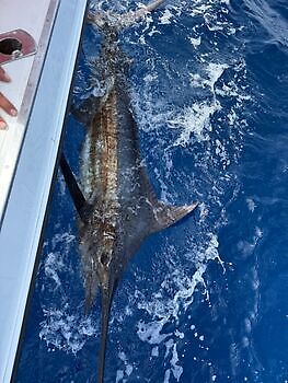 ¡¡¡Marlín azul !!! White Marlin Gran Canaria