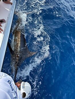 ¡¡¡Marlín azul !!! White Marlin Gran Canaria