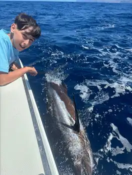 Marlin, Mahi Mahi, Skipjack-tunfisk, atlantisk tunfisk!!! White Marlin Gran Canaria