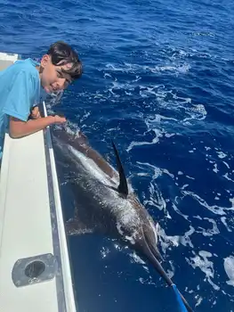 Marlin, Mahi Mahi, Skipjack-tunfisk, atlantisk tunfisk!!! White Marlin Gran Canaria