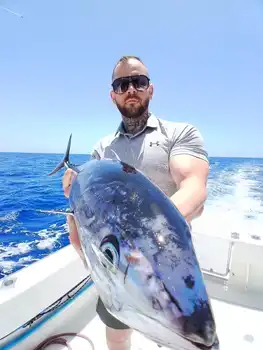 Marlin, Mahi Mahi, Skipjack-tunfisk, atlantisk tunfisk!!! White Marlin Gran Canaria