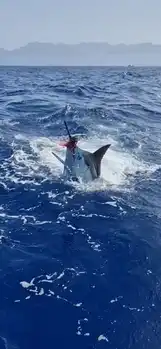 Blå Marin!!! - White Marlin Gran Canaria