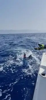 Blue Mariin !!! White Marlin Gran Canaria