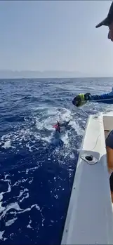 Blue Mariin !!! White Marlin Gran Canaria