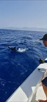 Blue Mariin !!! White Marlin Gran Canaria