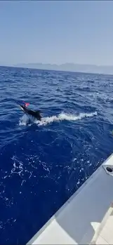 Blue Mariin !!! White Marlin Gran Canaria