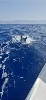 Blue Mariin !!! White Marlin Gran Canaria