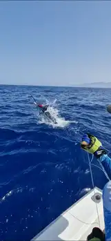 Blue Mariin !!! White Marlin Gran Canaria