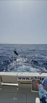 Blue Mariin !!! White Marlin Gran Canaria
