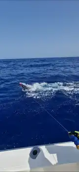 Blue Mariin !!! White Marlin Gran Canaria