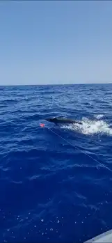 Blue Mariin !!! White Marlin Gran Canaria
