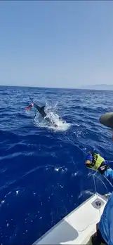 Blue Mariin !!! White Marlin Gran Canaria