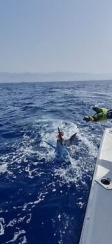 ¡¡¡Marlín azul !!! White Marlin Gran Canaria