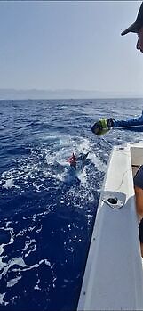 ¡¡¡Marlín azul !!! White Marlin Gran Canaria