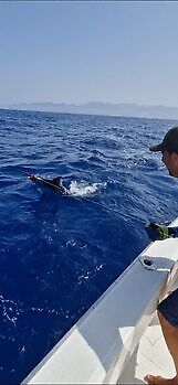 ¡¡¡Marlín azul !!! White Marlin Gran Canaria
