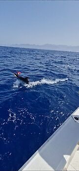 ¡¡¡Marlín azul !!! White Marlin Gran Canaria