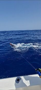 ¡¡¡Marlín azul !!! White Marlin Gran Canaria