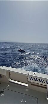 ¡¡¡Marlín azul !!! White Marlin Gran Canaria
