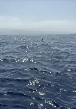 Blauer Marlin, Speerfisch!!! - White Marlin Gran Canaria