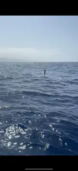 Blå marlin, spydfisk!!! White Marlin Gran Canaria