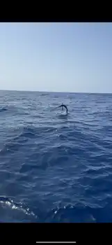 Blå marlin, spydfisk!!! White Marlin Gran Canaria