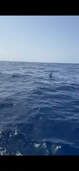 Blå marlin, spydfisk!!! White Marlin Gran Canaria