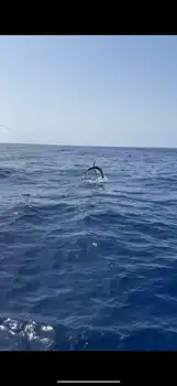Blå marlin, spydfisk!!! White Marlin Gran Canaria