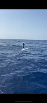 Blå marlin, spydfisk!!! White Marlin Gran Canaria