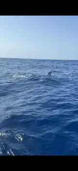 Blå marlin, spydfisk!!! White Marlin Gran Canaria