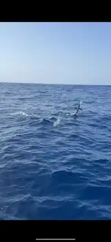 Blå marlin, spydfisk!!! White Marlin Gran Canaria
