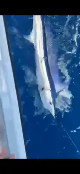 Blå marlin, spydfisk!!! White Marlin Gran Canaria