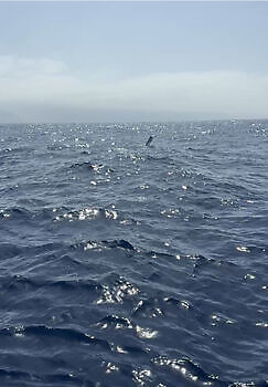 Blauwe marlijn speervis!!! White Marlin Gran Canaria